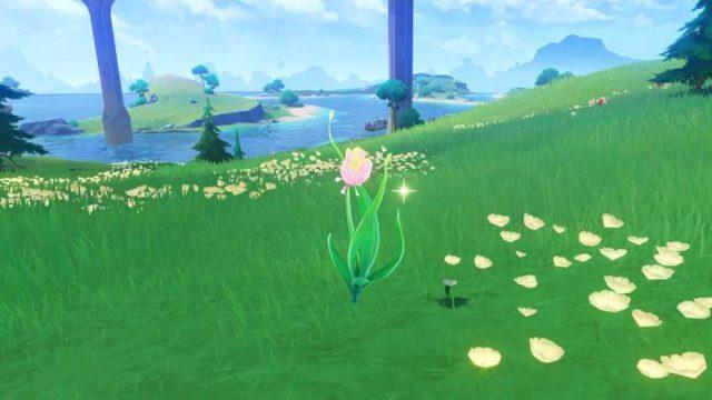 Rainbow Rose Genshin Impact: Di Mana Tempat Untuk Farming-nya?