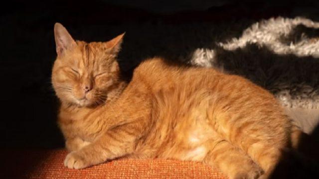 Siapa Sangka, Kucing Lucu ini Menjadi Inspirasi Video Game!