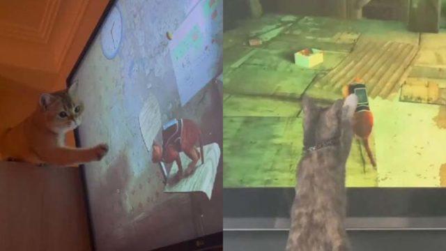 7 Reaksi Lucu Kucing Peliharaan Nonton Game Stray, Gemas!