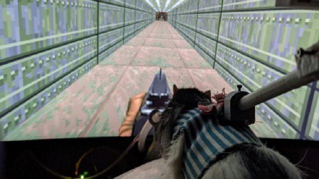 Gila Abis!  Tikus yang Bisa Main Game ini Bakal Punya Twitch