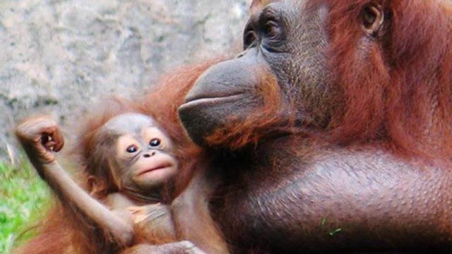 Video Orang Utan Termenung di Sebuah Pertambangan Mendadak Viral! Ada Apa?