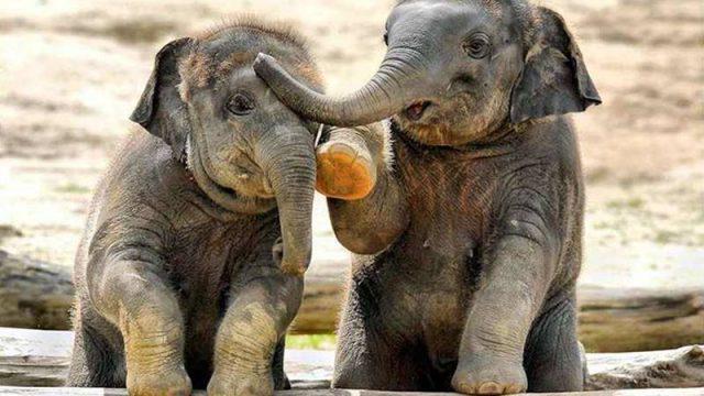 10 Potret Anak Gajah Lucu yang Menggemaskan