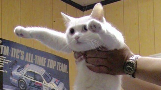 5 Mitos Kucing yang Akhirnya Terungkap! Kamu Pasti Baru Tahu!