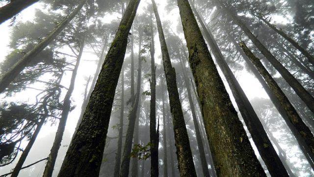 Penuh Misteri! Ini 3 Hal Unik Soal Hutan Aokigahara