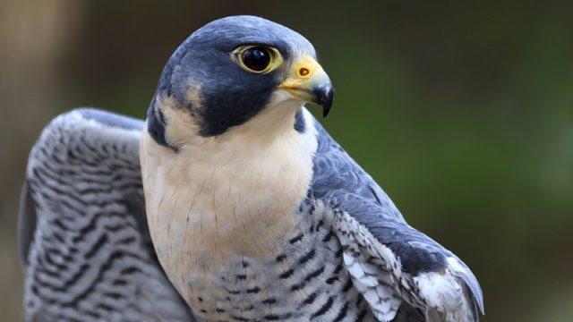 Tak Terlihat! Kenalan Yuk dengan Burung Tercepat di Dunia