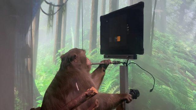 Dengan Bantuan Teknologi Ini, Seekor Monyet Bisa Bermain Game