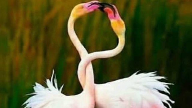 7 Potret Hewan yang Dijepret dari Angle yang Pas, Unik Banget!
