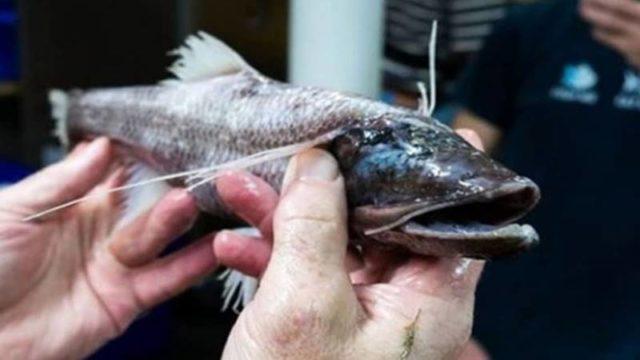 Ikan Bisa Berdiri? Berikut 7 Foto Hewan Aneh yang Ditemukan di Australia