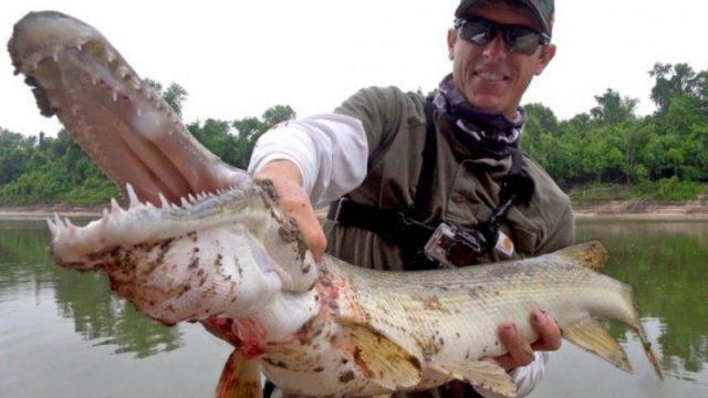 Geger Gegara Foto Yusuf Mansur, Emangnya Ikan Aligator Aman Dipelihara?