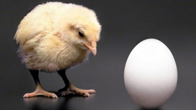 Akhirnya Terkuak! Inilah Jawaban dari Pertanyaan: Duluan Ayam atau Telur?