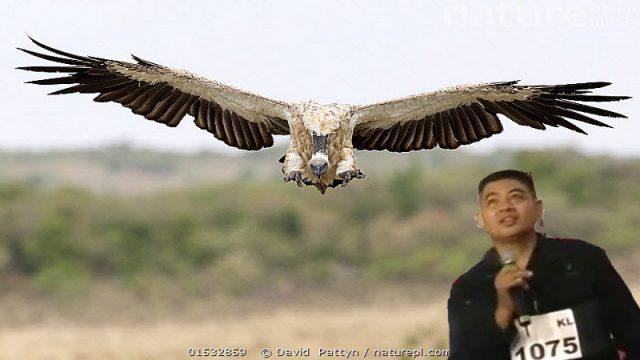 Tinggi Abis! Ini 3 Burung dengan Kemampuan Terbang Tertinggi di Planet Bumi