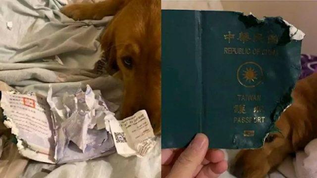 Bak Punya Firasat, Anjing Ini Koyak Paspor Majikannya Sebelum Pergi ke Wuhan