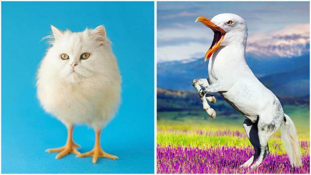 Kocak! Apa Nama yang Cocok untuk Hewan Aneh Akibat Fusion Ini?