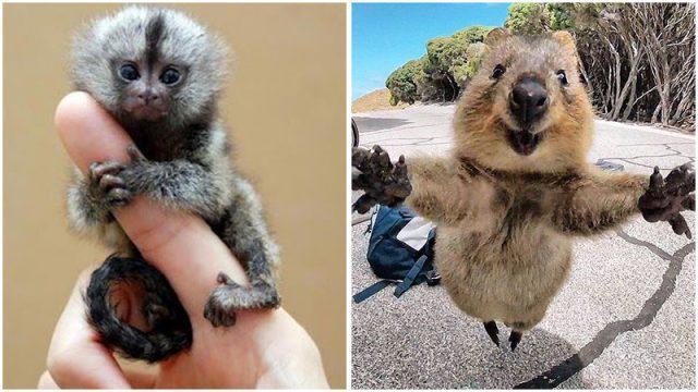 Lucu! Hewan-hewan Imut Ini Mungkin Bisa Rebut Hati Pacarmu