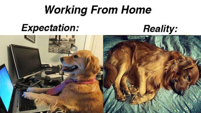 Sederet Meme "Kerja Dari Rumah" Yang Bisa Bikin Kamu Senyum Sendiri