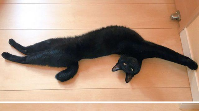Kamu "Cat Lover"?! Foto-foto Kucing Ini Dijamin Bikin Kamu Gemes