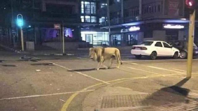 Rusia Lepas Singa, Malaysia Tembak Warga Saat Lockdown, Cek Fakta!