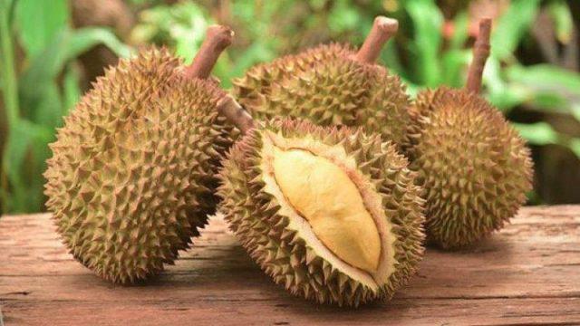 Bukan Hoax! Kini Durian Bisa Dipakai untuk Charge HP, Gini Caranya