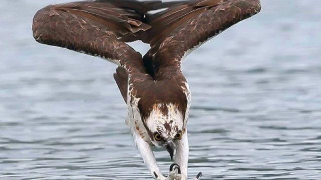 10 Foto Kebetulan yang Dijepret dengan Timing Sempurna, Menakjubkan!