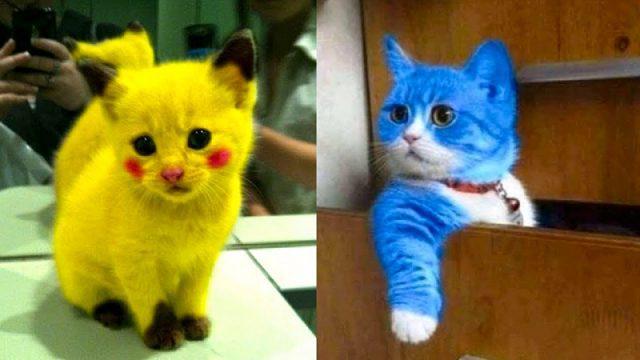 Bisa Bikin Bahagia! Inilah Manfaat dari Menonton Video Kucing Lucu