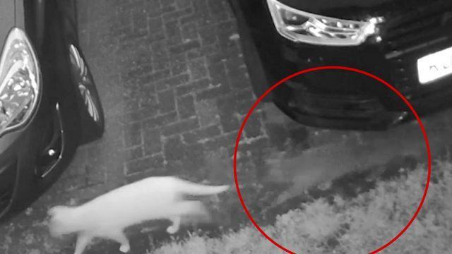 Menyeramkan! Hantu Kucing Terekam CCTV. Benarkah ada?