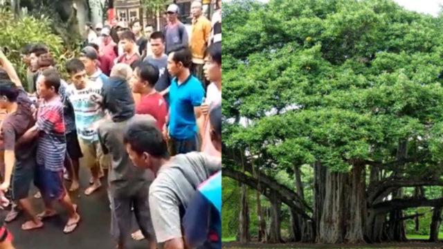 Horor! Viral Warga Kesurupan Massal Usai Tebang Pohon Beringin Tua, Begini Kejadiannya!