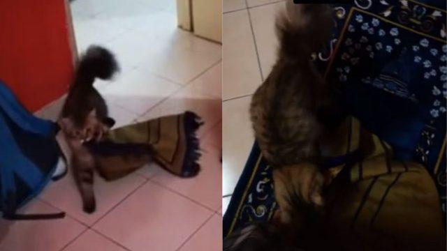 Viral Kucing Bawakan Sajadah untuk Tuanya yang Mau Salat, Pintar Banget!