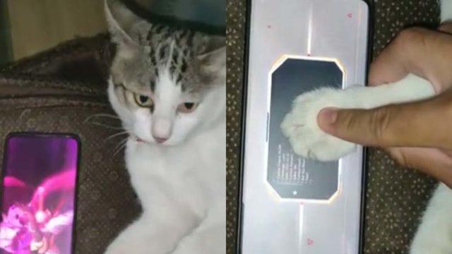 Viral Kucing 'Nge-gacha' di Mobile Legends, Dapat Skin Mahal!