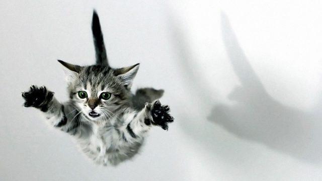 Kenapa Kucing Bisa Selamat Ketika Jatuh dari Ketinggian? Ini Penjelasannya