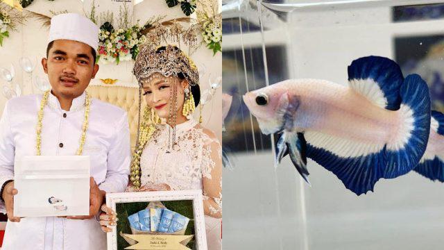 Unik Banget! Pasangan di Bekasi Menikah dengan Mahar Ikan Cupang