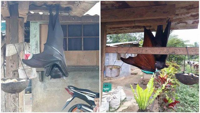 Giant golden-crowned flying fox, Kelelawar Raksasa Filipina Berwujud Seperti Siluman