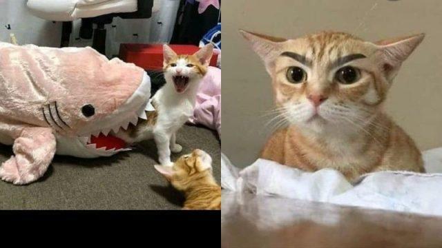 Kumpulan Meme Kocak Kucing Sesuai Jurusan Kuliah, Bikin Kamu Auto Ngakak Pol