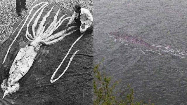 Penampakan 10 Hewan Mitos Mengerikan di Laut, Gak Sekedar Legenda Belaka?