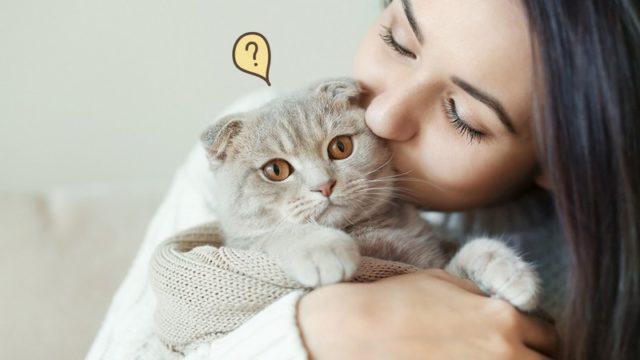 Benarkah Sifat Kucing Meniru Sang Majikan? Simak Selengkapnya!