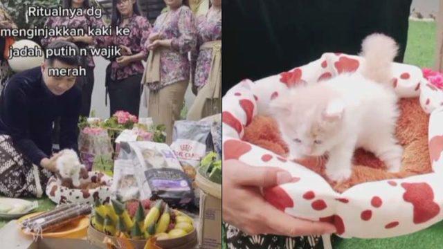 Viral Prosesi Tedak Siten untuk Anak Kucing, Gemas Banget!