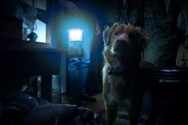 6 Fakta Good Boy, Film Horor Unik dari Perspektif Anjing