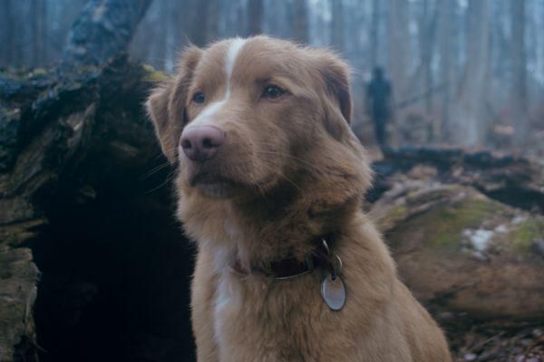 6 Fakta Good Boy, Film Horor Unik dari Perspektif Anjing