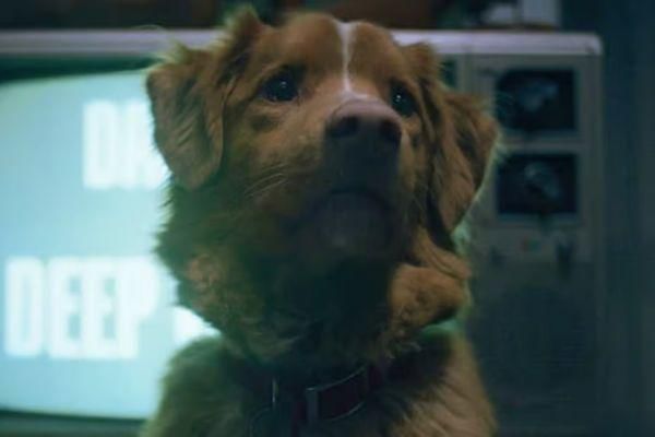 6 Fakta Good Boy, Film Horor Unik dari Perspektif Anjing