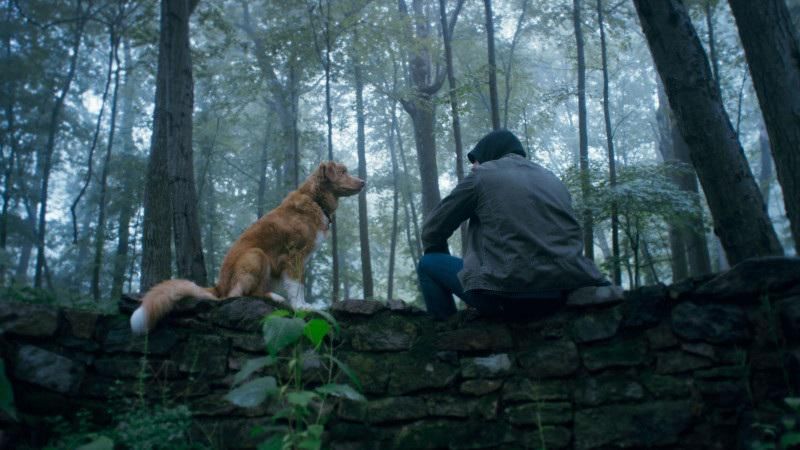 Kisah Unik dari Sudut Pandang Seekor Anjing (screenrant.com)