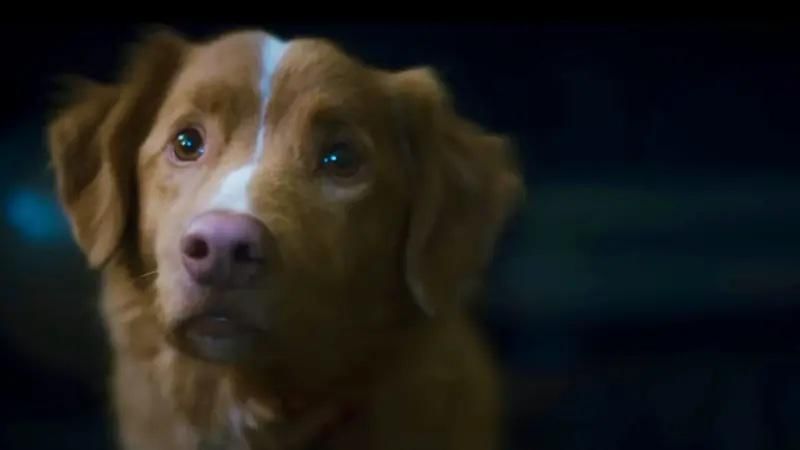 Film Good Boy (screenrant.com)
