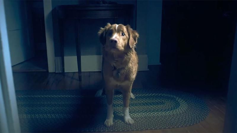 Teknik Sinematografi dan Visual dari Perspektif Anjing (screenrant.com)