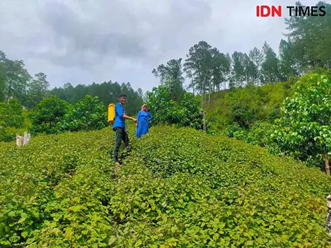 Mengendus Harumnya Bisnis Nilam Indonesia yang Terbang ke Luar Negeri
